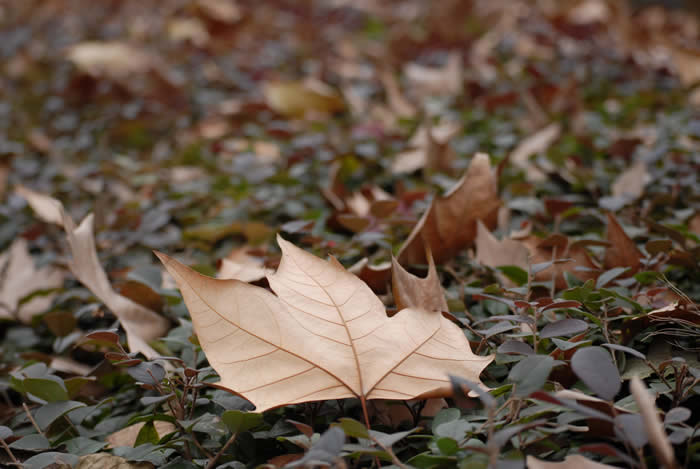 香港死亡證明公證用于內(nèi)地更改婚姻狀況