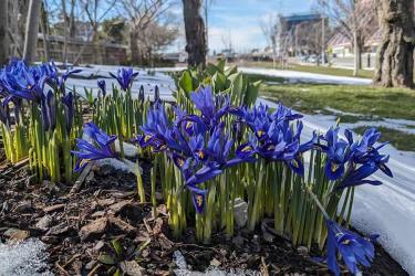 中國公民是在荷蘭結(jié)婚的現(xiàn)要離婚怎么辦理公證及海牙認證手續(xù)呢？