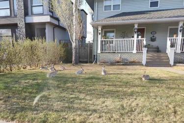 香港公司要在巴西投資設(shè)立公司怎么辦理授權(quán)委托書(shū)海牙認(rèn)證呢？