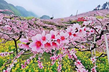 港寶要在珠海市上學(xué)怎么做香港出生紙公證和蓋章轉(zhuǎn)遞呢？