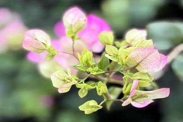 人不在香港怎么線上遠(yuǎn)程辦理個(gè)人印章樣式公證海牙認(rèn)證呢？